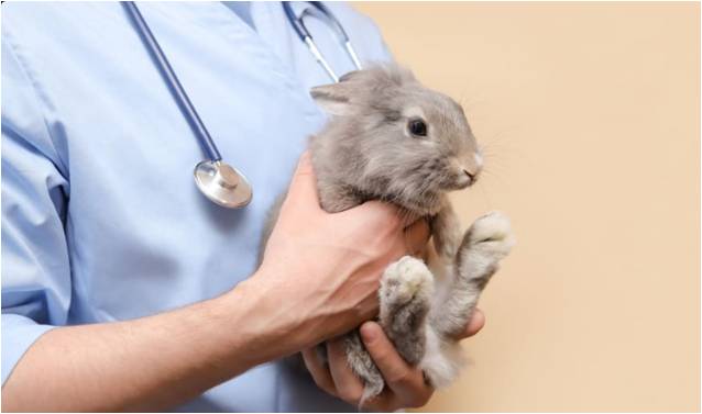 دامین دامپزشکی